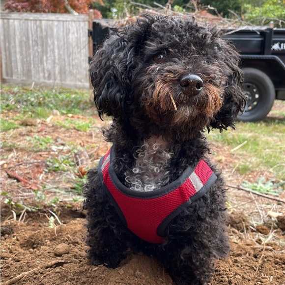 Meet your Posher, Yulisa - Picture 1 of 1